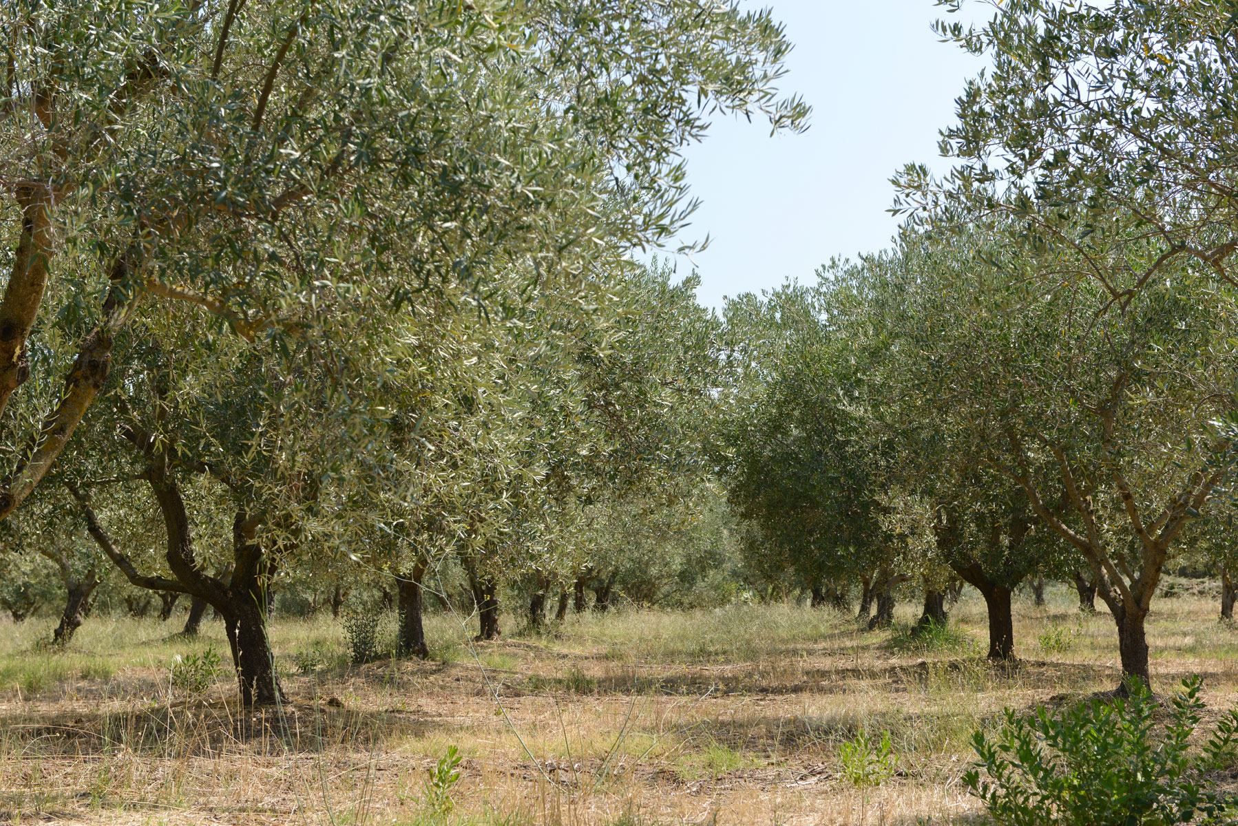 Olive trees in Gallinica